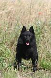 SCHIPPERKE 028